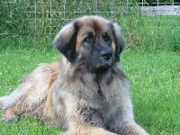 śliczny, Leonberger