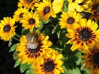 Liście, Kwiaty, Gazania, Ślimak