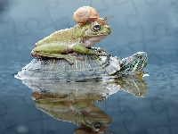Ślimak, Żaba, Żółw