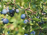 Drzewo owocowe, Śliwki, Śliwa tarnina, Liście, Gałązki