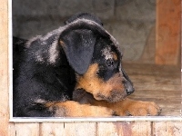 szczeniak, Słodki, Beauceron