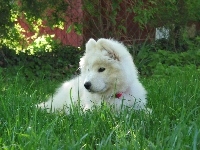 szczeniak, słodki, Samojed