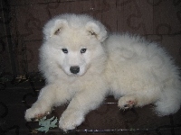 szczeniak, słodki, Samojed