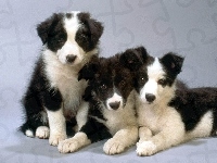 Pieski, Trzy, Słodkie, Bearded collie