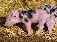 Słoma, Prosięta, Świnie