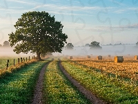 Mgła, Jesień, Pole, Słomy, Drzewo, Droga, Bele