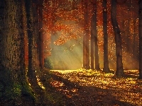 Promienie Słońca, Las, Przebijające Światło, Jesień, Drzewa, Blask