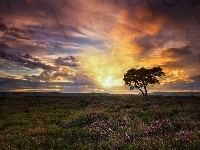 Hrabstwo North Yorkshire, Drzewo, Chmury, Wrzosowisko, Anglia, Egton, Zachód słońca