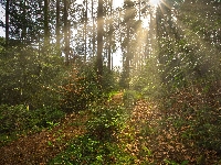 Promienie słońca, Drzewa, Las, Ścieżka