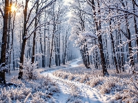 Rośliny, Zima, Drzewa, Droga, Ośnieżone, Las, Promienie słońca