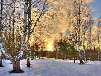 Śnieg, Las, Zachód Słońca, Drzewa