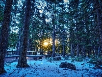 Słońca, Las, Turystyczny, Zima, Promienie, Szlak