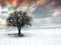Słońca, Zima, Drzewo, Zachód, Śnieg