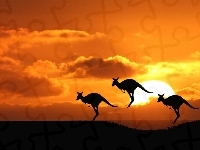 Słońca, Kangury, Zachód, Skoki