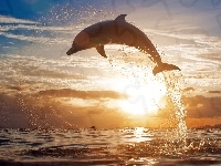 Słońca, Morze, Zachód, Delfin