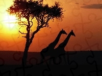 Żyrafy, Zachód, Słońca, Drzewo