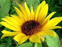 Kwiat, Słonecznik Ozdobny