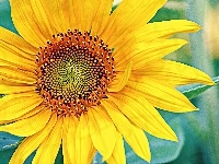 Słonecznik, Kwiat