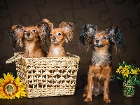 Kwiaty, Papillony, Kosz, Słonecznik