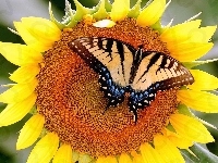 Motyl, Słonecznik, Paź królowej