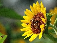Pszczoły, Słonecznik, Nektar