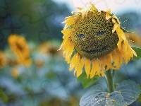 Słonecznik, Uśmiech