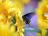 Ozdobne, Słoneczniki, Motyl