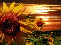 Słoneczniki, Kwitnące, Zachód Słońca