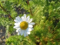 Kwiat, Słoneczny, Rumianku