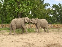 Słonie, Drzewa