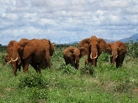 Słonie, Kenia