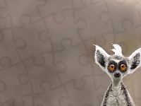 Śmieszny, Lemur