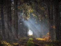Las, Droga, Drzewa, Smugi, Przebijające światło