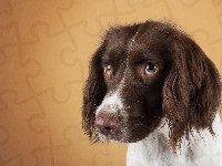 Smutne, Springer Spaniel, Spojrzenie