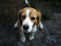 Smutny, Beagle, Pies