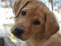 Piesek, Smutny, Labrador Retriever