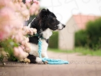 Smycz, Droga, Pies, Border collie, Kwiaty