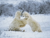 śnieg, Niedźwiedzie, białe, las