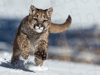 Śnieg, Puma, Biegnąca