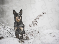 Australian cattle dog, Śnieg, Zima, Rośliny, Gałązki