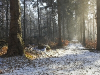 Las, Śnieg, Droga, Światło, Przebijające