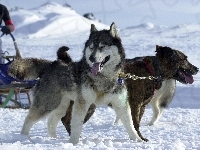 śnieg, Siberian Husky, sanie