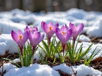 Krokusy, Fioletowe, Rozświetlone, Śnieg