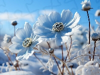 Białe, Śnieg, Kwiaty, Grafika, Niebo