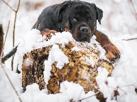 Śnieg, Rottweiler, Pies