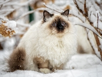 Kot, Śnieg, Ragdoll, Zima, Gałęzie
