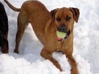 śnieg, Rhodesian ridgeback, piłka