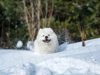 Samojed, Biały, Pies, Śnieg