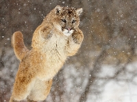 Puma, Śnieg, Zimą, Łapy, Skok