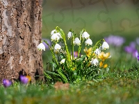Kwiaty, Śnieżyce, Kępka, Drzewo, Krokus